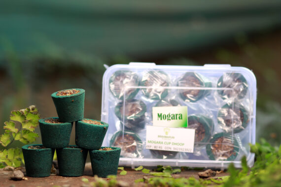 Mogara Cup Dhoop